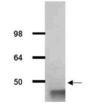Western Blot: Aldolase A Antibody [NB600-915]