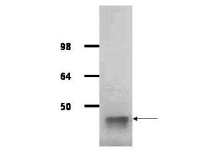 Western Blot: Aldolase A Antibody [NB600-915]