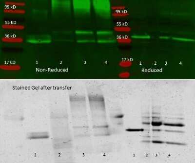 Western Blot: Aldolase A Antibody [NB600-915]