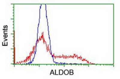 Flow Cytometry: Aldolase B Antibody (OTI3C6) [NBP2-00750]