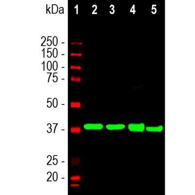 Western Blot: Aldolase C Antibody (4A9) [NBP2-25145]