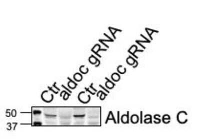 Western Blot: Aldolase C Antibody (4A9) [NBP2-25145]