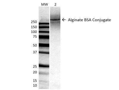 Western Blot: Alginate Antibody (4B10-1C5) [NBP2-59348]