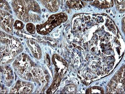 Immunohistochemistry: Alix Antibody (OTI1A4) [NBP2-46348]