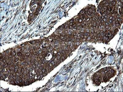Immunohistochemistry: Alix Antibody (OTI1A4) [NBP2-46348]