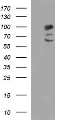 Western Blot: Alix Antibody (OTI1A4) [NBP2-46348]