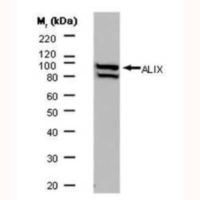 Western Blot: Alix Antibody (3A9)BSA Free [NB100-65678]