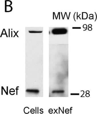 Western Blot: Alix Antibody (3A9)BSA Free [NB100-65678]