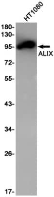 Western Blot: Alix Antibody (S09-4B4) [NBP3-19564]