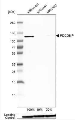 Western Blot: Alix Antibody [NBP1-90201]