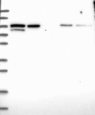 Western Blot: Alix Antibody [NBP3-17682]