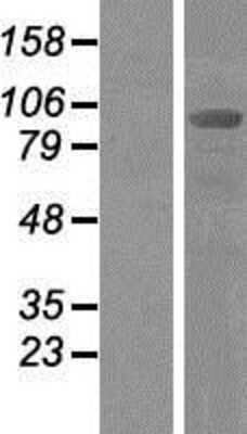 Western Blot: Alix Overexpression Lysate [NBP2-10343]