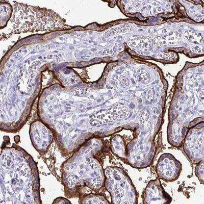 Immunohistochemistry-Paraffin: Alkaline Phosphatase, Intestinal Antibody [NBP2-33624]