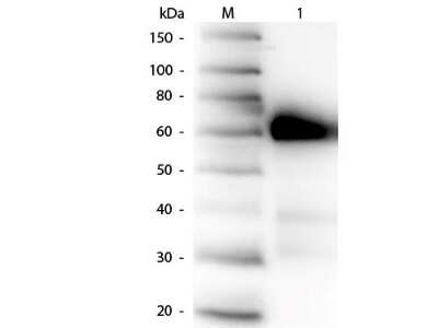 Western Blot: Alkaline Phosphatase, Intestinal Antibody [NB120-7325]