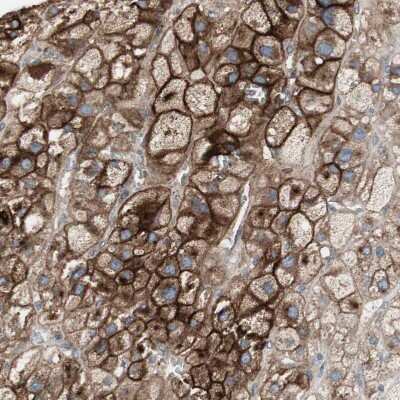 Immunohistochemistry-Paraffin: Alkaline Phosphatase, Tissue Non-Specific Antibody [NBP1-91659]