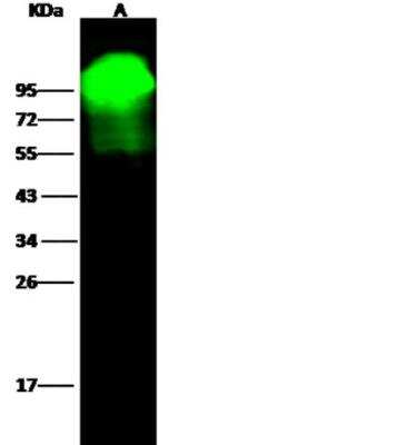 Western Blot: Alkaline Phosphatase/ALPL Antibody (077) [NBP2-89225]