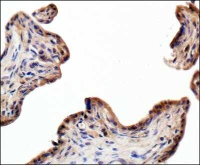 Immunohistochemistry: Alkaline Phosphatase/ALPP Antibody (8B6) - Azide and BSA Free [NBP2-80568]