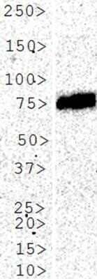 Western Blot: Alkaline Phosphatase/ALPP Antibody (8B6)Azide and BSA Free [NBP2-80568]