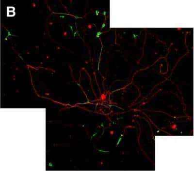 Immunocytochemistry/ Immunofluorescence: Alkaline Phosphatase/ALPP Antibody (8B6) - BSA Free [NB110-3638]