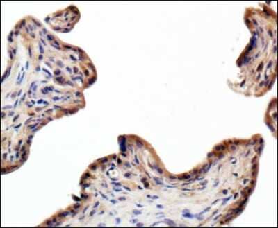 Immunohistochemistry-Paraffin: Alkaline Phosphatase/ALPP Antibody (8B6) - BSA Free [NB110-3638]