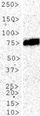 Western Blot: Alkaline Phosphatase/ALPP Antibody (8B6)BSA Free [NB110-3638]