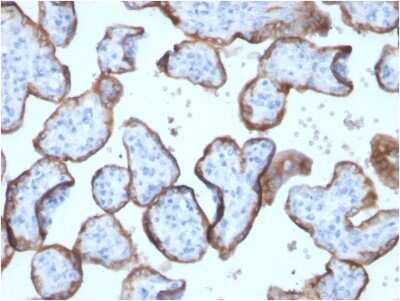 Immunohistochemistry-Paraffin: Alkaline Phosphatase/ALPP Antibody (ALPP/2899R) - Azide and BSA Free [NBP3-08817]