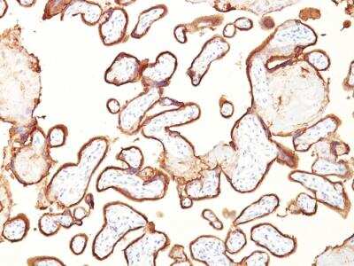 Immunohistochemistry-Paraffin: Alkaline Phosphatase/ALPP Antibody (GM022) - Azide and BSA Free [NBP2-47992]