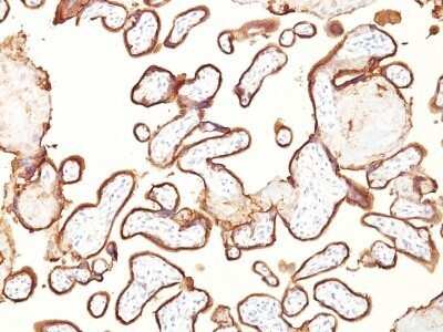 Immunohistochemistry-Paraffin: Alkaline Phosphatase/ALPP Antibody (GM022) - IHC-Prediluted [NBP2-48100]