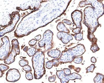 Immunohistochemistry-Paraffin: Alkaline Phosphatase/ALPP Antibody (JM22-53) [NBP2-67136]
