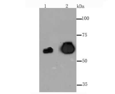 Western Blot: Alkaline Phosphatase/ALPP Antibody (JM22-53) [NBP2-67136]