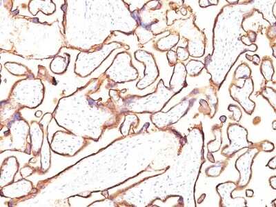 Immunohistochemistry-Paraffin: Alkaline Phosphatase/ALPP Antibody (PL8-F6) [NBP2-44959]