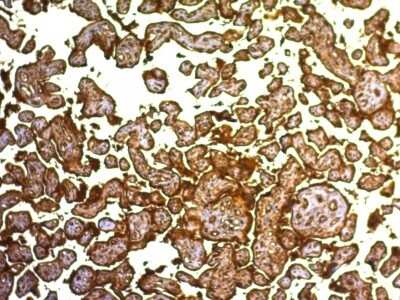 Immunohistochemistry-Paraffin: Alkaline Phosphatase/ALPP Antibody (SPM593) [NBP2-44955]