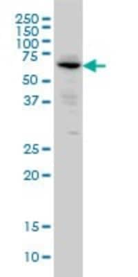 Western Blot: Alkaline Phosphatase, Intestinal Antibody (3A8) [H00000248-M03]