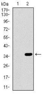 Western Blot: Alkaline Phosphatase, Intestinal Antibody (3B10E7)BSA Free [NBP2-37387]