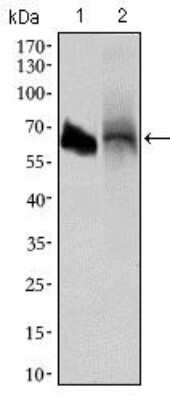 Western Blot: Alkaline Phosphatase, Intestinal Antibody (3B10E7)BSA Free [NBP2-37387]