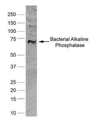 Western Blot: Alkaline Phosphatase, Liver/Bone/Kidney Antibody (BGN/03/662)BSA Free [NB100-66385]