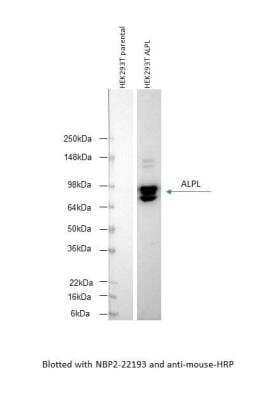 Western Blot: Alkaline Phosphatase, Tissue Non-Specific Antibody (2F4)BSA Free [NBP2-22193]