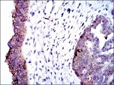 Immunohistochemistry-Paraffin: Alkaline Phosphatase, Tissue Non-Specific Antibody (2F4) - BSA Free [NBP2-22193]