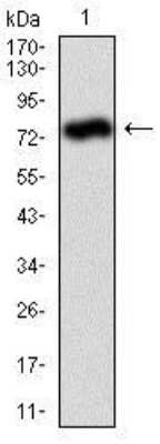 Western Blot: Alkaline Phosphatase, Tissue Non-Specific Antibody (2F4)BSA Free [NBP2-22193]