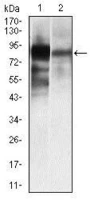 Western Blot: Alkaline Phosphatase, Tissue Non-Specific Antibody (2F4)BSA Free [NBP2-22193]