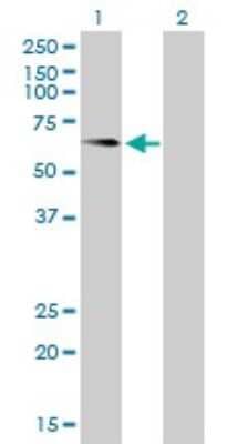 Western Blot: Alkaline Phosphatase, Tissue Non-Specific Antibody (4H1) [H00000249-M01]