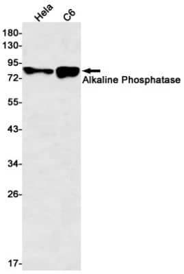 Western Blot: Alkaline Phosphatase, Tissue Non-Specific Antibody (S08-6H0) [NBP3-19565]