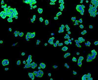 Immunocytochemistry/ Immunofluorescence: Alkaline Phosphatase, Tissue Non-Specific Antibody (SA40-00) [NBP2-67295]