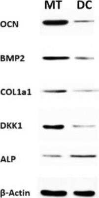 Western Blot: Alkaline Phosphatase, Tissue Non-Specific Antibody (TRA-2-49)BSA Free [NB600-540]