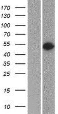 Western Blot: Serpin F2/alpha 2-Antiplasmin Overexpression Lysate [NBP2-08992]