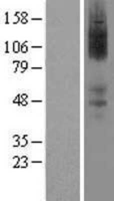 Western Blot: alpha-2A Adrenergic R/ADRA2A Overexpression Lysate [NBL1-07357]