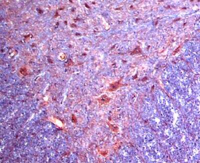 Immunohistochemistry: alpha-2C Adrenergic R/ADRA2C Antibody - BSA Free [NB100-93554]