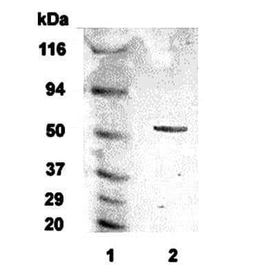 Western Blot: alpha-2C Adrenergic R/ADRA2C AntibodyBSA Free [NB100-93554]