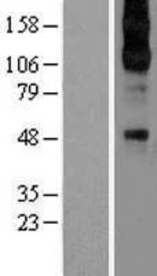 Western Blot: alpha-2C Adrenergic R/ADRA2C Overexpression Lysate [NBL1-07358]