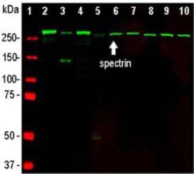 Western Blot: Alpha Fodrin Antibody (3D7) [NBP1-92689]